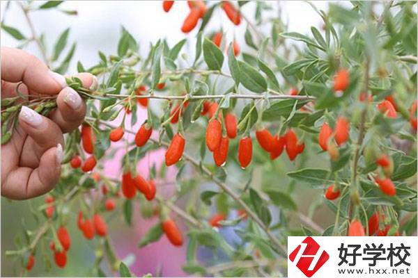 在湘西學(xué)中草藥栽培怎么樣？開設(shè)此專業(yè)的學(xué)校有哪些？