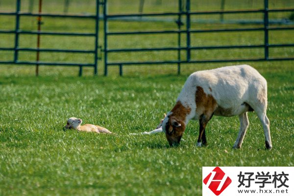 張家界旅游學(xué)校的優(yōu)勢在哪里？
